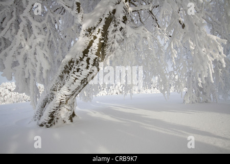 Wind fegte Buche mit Raureif auf Mt Schauinsland, Schwarzwald, Freiburg District, Baden-Württemberg, Deutschland, Europa Stockfoto