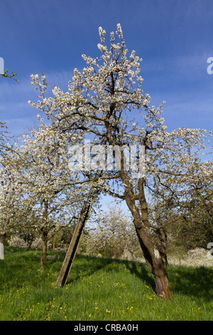 Blühende (Malus) Apfelbäume in der Nähe von Sipplingen, Bodensee, Konstanz District, Baden-Württemberg, Deutschland, Europa Stockfoto