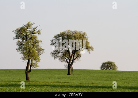 Blühende (Malus) Apfelbäume im Hegau, Bodensee, Konstanz District, Baden-Württemberg, Deutschland, Europa Stockfoto