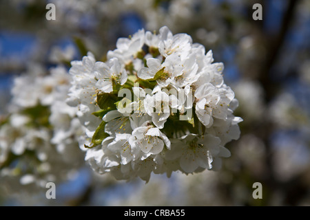 Apfelblüten (Malus), blühende Saison auf die Hoeri Halbinsel, Bodensee, Landkreis Konstanz, Baden-Württemberg Stockfoto