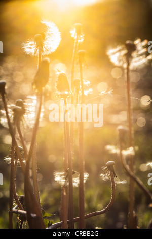 Löwenzahn bei Sonnenuntergang in ein goldenes Licht Stockfoto