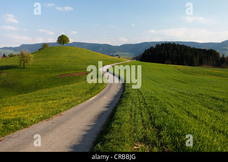 Straße nach einem Drumlin mit Baum im Hirzel, Kanton Zürich, Schweiz, Europa Stockfoto