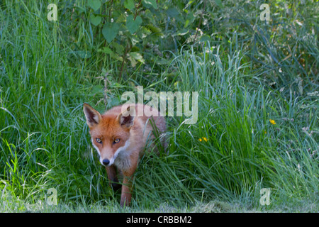 Fuchs im langen Rasen Stockfoto