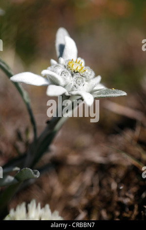 Alpen-Edelweiß (Leontopodium Nivale Subspecies Alpinum) Stockfoto