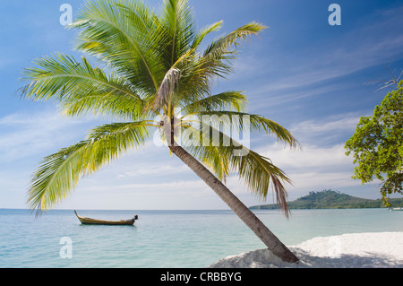 Palme am Strand, Ko Muk oder Ko Mook Insel, Thailand, Südostasien Stockfoto