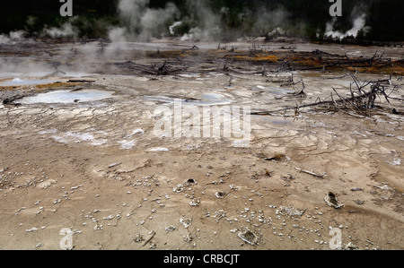 Porkchop-Geysir, Fumarolen, Rücken-Becken, Norris Geyser Basin, Geysire, geothermische hot-Pools, Yellowstone-Nationalpark, Wyoming Stockfoto