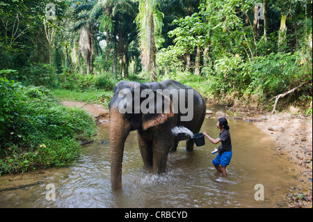 Asiatischer Elefant (Elaphus Maximus), ein Bad in den Dschungel, Khao Phanom Bancha Nationalpark, Krabi, Thailand, Asien Stockfoto