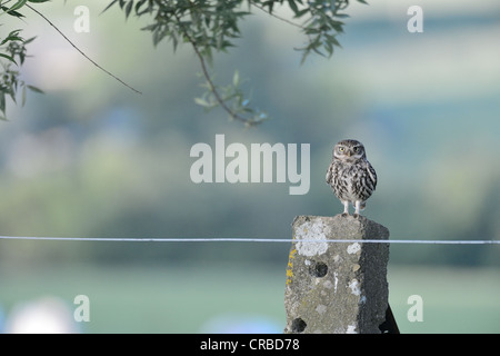 Steinkauz (Athene Noctua) stehend auf einem Zaun Pfosten spring Stockfoto