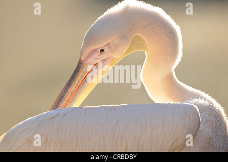 Weißer Pelikan (Pelecanus Onocrotalus) putzen, Stuttgarter Zoo, Stuttgart, Baden-Württemberg, Deutschland, Europa Stockfoto