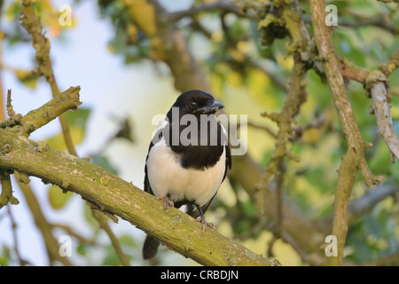 Gemeinsamen Elster - eurasischen Elster (Pica Pica) thront auf einem Ast bei Sonnenuntergang Frühling - Belgien Stockfoto