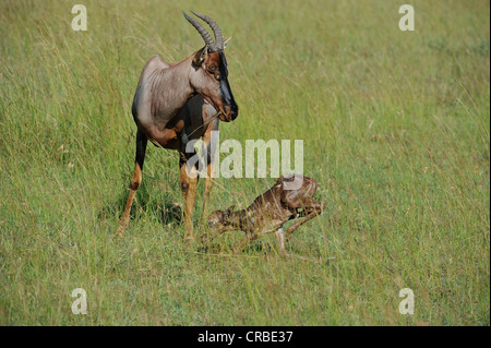 Topi (Damaliscus Lunatus Topi) neue geborene Kalb versucht, aufzustehen, Masai Mara Wildreservat Kenia - Ostafrika Stockfoto