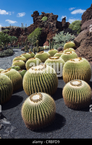 Goldenes Fass Kakteen (Echinocactus Grusonii), Jardin de Cactus, ein Kakteengarten, gebaut von dem Künstler Cesar Manrique, Guatiza, Stockfoto