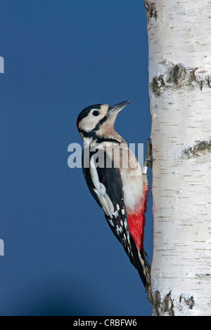 Größere gefleckte Specht (Dendrocopus großen), Männlich, Sitzstangen, South East England, Vereinigtes Königreich, Europa Stockfoto