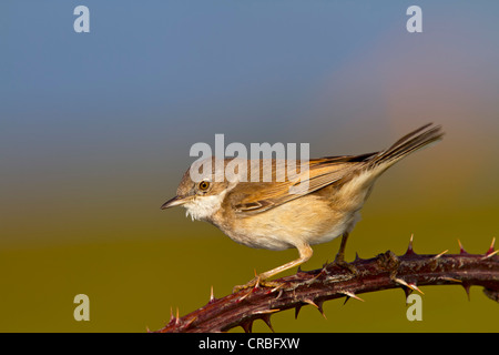 Gemeinsame Whitethroat (Sylvia Communis), Männlich, hocken auf gemeinsame Brombeere (Rubus Fruticosus), Süd-Ost-England, Vereinigtes Königreich Stockfoto