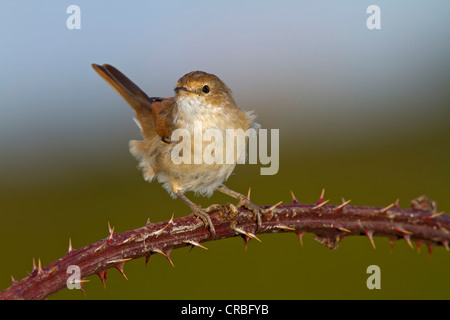 Gemeinsame Whitethroat (Sylvia Communis), Weiblich, hocken auf gemeinsame Brombeere (Rubus Fruticosus), Süd-Ost-England Stockfoto