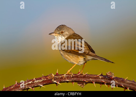 Gemeinsame Whitethroat (Sylvia Communis), Weiblich, hocken auf gemeinsame Brombeere (Rubus Fruticosus), Süd-Ost-England Stockfoto