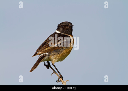 Schwarzkehlchen (Saxicola Torquata), Männlich, Sitzstangen, Süd-Ost-England, Vereinigtes Königreich, Europa Stockfoto