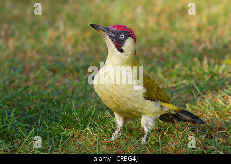 Grünspecht (Picus Viridis), Männlich, stehend auf dem Boden, Süd-Ost-England, Vereinigtes Königreich, Europa Stockfoto