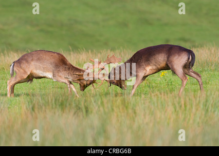 Damhirsch (Dama Dama), Böcke kämpfen in Rasen, South Wales, Vereinigtes Königreich, Europa Stockfoto