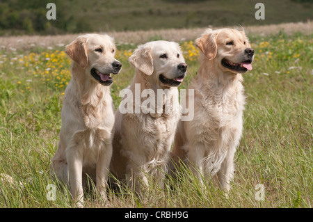 Drei Golden Retriever sitzt auf einer Wiese Stockfoto