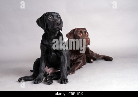 Schwarze Labrador Retriever sitzt neben einer liegenden braune Labrador Retriever Stockfoto