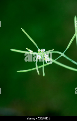 ACKERSCHMALWAND Arabidopsis Thaliana (Brassicaceae) Stockfoto