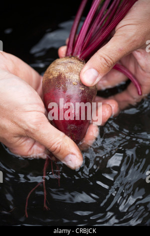 Hände waschen rote Beete Stockfoto