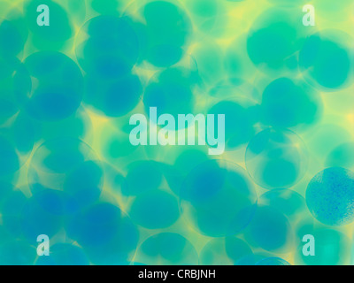 abstrakte blaue Kreise auf gelbem Hintergrund Stockfoto