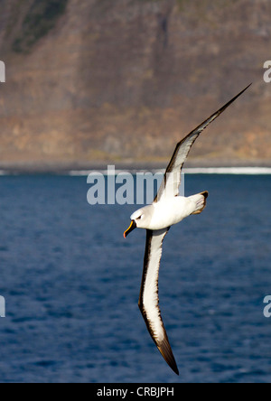 Atlantische gelb-nosed Albatross im Flug ausgeschaltet Tristan da Cunha, Südatlantik Stockfoto