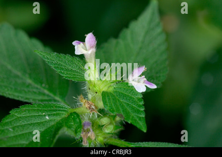 GEMEINSAMEN Hanf-BRENNNESSEL Galeopsis Tetrahit (Lamiaceae) Stockfoto