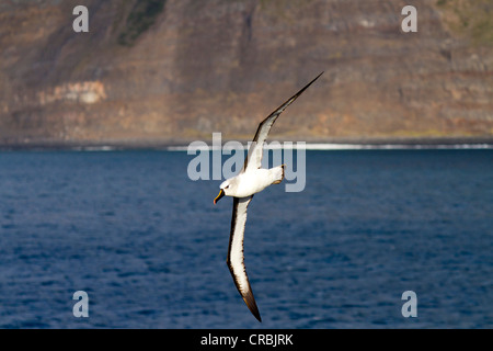 Atlantische gelb-gerochene Albatros, Thalassarche Chlororhynchos, auf der Flucht vor Tristan Da Cunha, Südatlantik Stockfoto