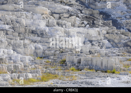 Minerva Frühling Terrasse, unteren Terrassen Kalkstein Sintern, Terrassen, Geysire, heiße Quellen, Mammoth Hot Springs Terrassen in Stockfoto