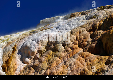 Palette Frühling Terrasse, unteren Terrassen Kalkstein Sintern, Terrassen, Geysire, heiße Quellen, bunte thermophile Bakterien Stockfoto