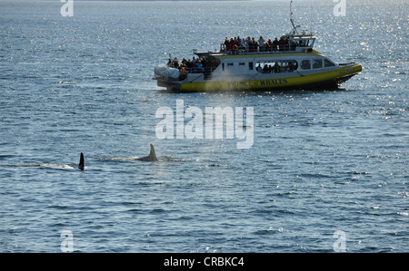 Walsafari, Walbeobachtung, Boot mit Touristen, Schwimmen Schwertwale, einschließlich Orca (Orcinus Orca), Strait Of Georgia Stockfoto