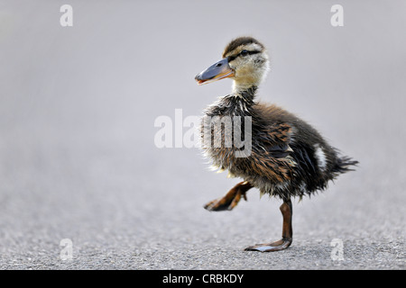 Stockente (Anas Platyrhynchos) Entlein laufen auf asphalt Stockfoto