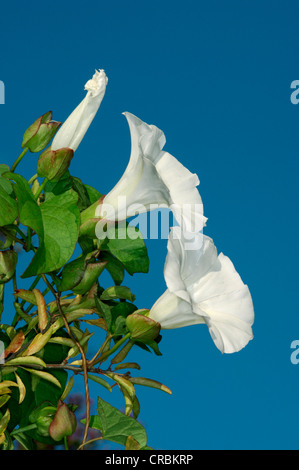 GROßEN ACKERWINDE Calystegia Silvatica (Convolvulaceae) Stockfoto