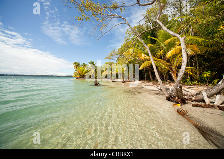 Kokospalmen (Cocos Nucifera) am Strand von Boca del Drago auf der Insel Colon, Bocas del Toro, Panama, Mittelamerika Stockfoto