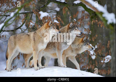 Mackenzie Wölfe, östlichen Wolf, kanadischer Wolf (Canis Lupus Occidentalis) im Schnee, auf der Hut Stockfoto