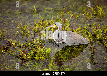 Gekerbten Heron (Butorides Striata) in den Everglades National Park in Florida, USA Stockfoto