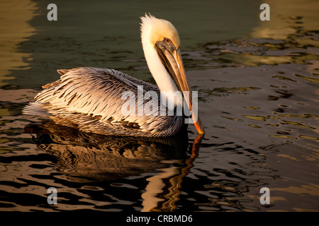 Brauner Pelikan (Pelecanus Occidentalis) in Fort Lauderdale, Broward County, Florida, USA Stockfoto