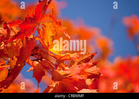 Ahorn (Acer) mit rot gefärbten Herbst Blätter, Bonn, Nordrhein-Westfalen, Deutschland, Europa Stockfoto
