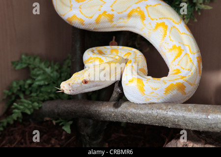 Netzpython aus Indonesien. Stockfoto