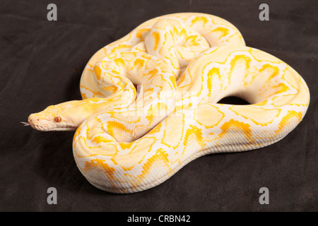 Netzpython aus Indonesien. Stockfoto