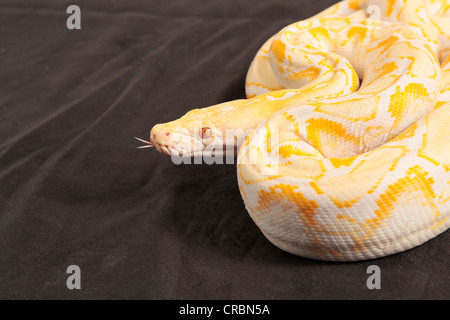 Netzpython aus Indonesien. Stockfoto