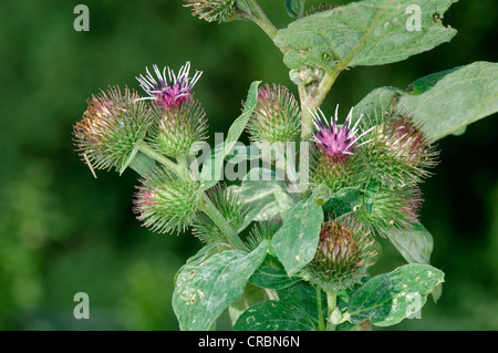 GERINGEREM Klette Arctium minus (Asteraceae) Stockfoto