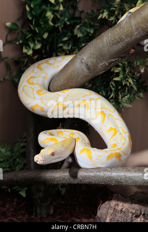 Netzpython aus Indonesien. Stockfoto