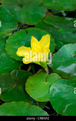 Fransen WATER-LILY Nymphoides Peltata (Menyanthaceae) Stockfoto