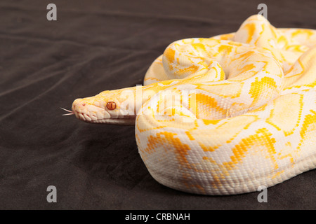 Retikuliert Python Schlange aus Indonesien. Stockfoto