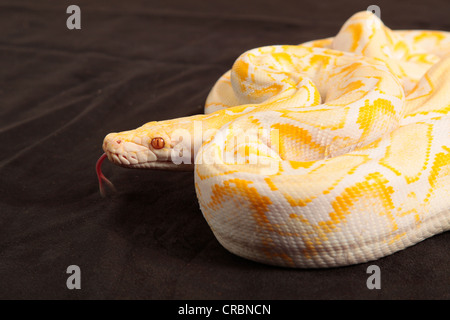 Retikuliert Python Schlange aus Indonesien. Stockfoto
