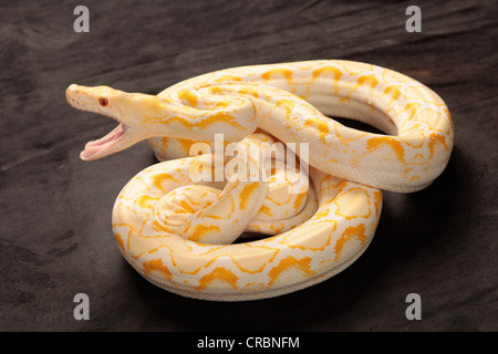 Retikuliert Python Schlange aus Indonesien. Stockfoto